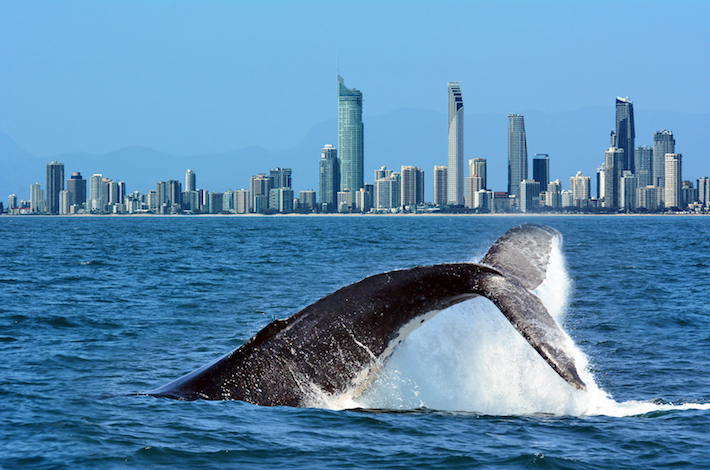 Sulla rotta delle balene in Australia