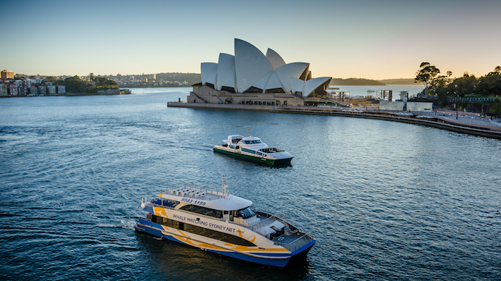 Whale-watching a Sydney, che spettacolo