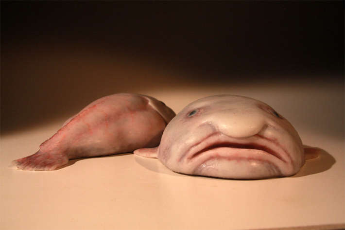 Blobfish