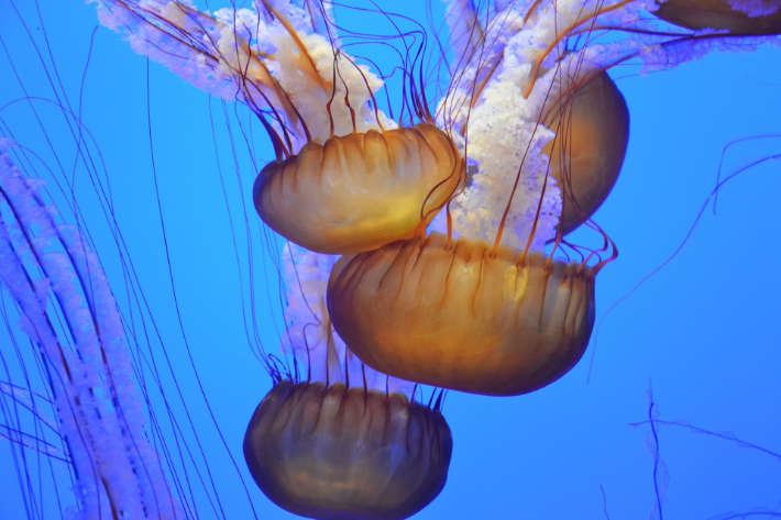 Box Jellyfish