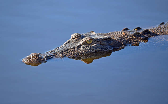 Coccodrillo Marino