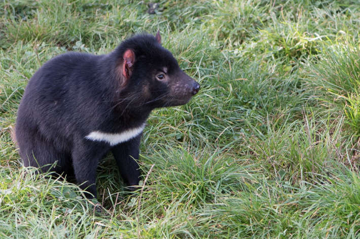 Diavolo della Tasmania