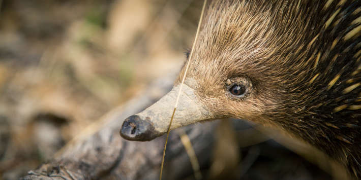 Echidna