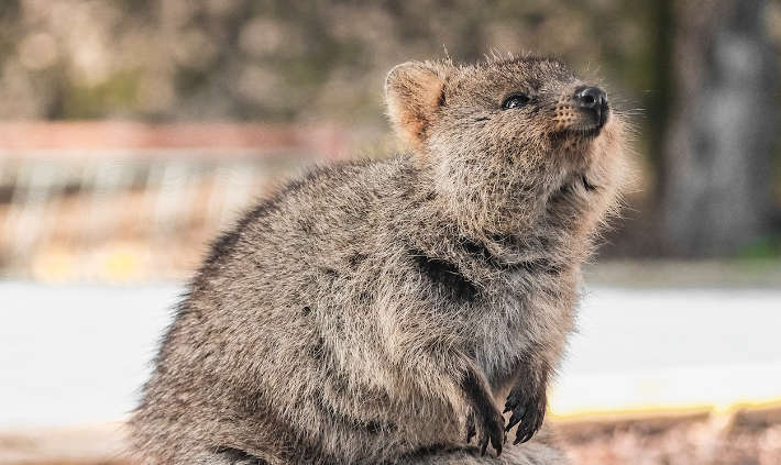 Quokka